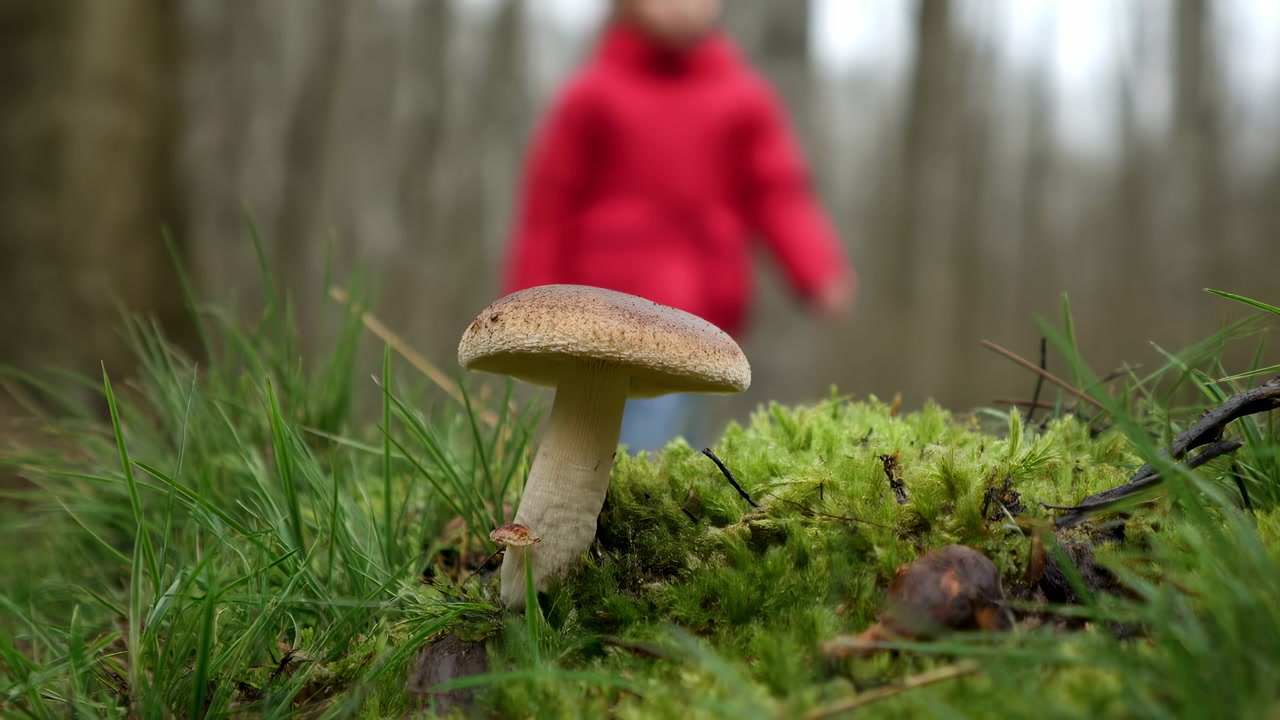 Close view of small mushroom among green moss and grass as blurred figure moves through trees behind it, capturing forest textures, earthy colors, soft daylight, and calm outdoor atmosphere.