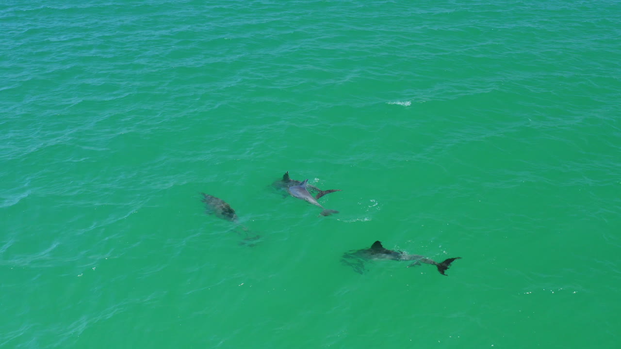 Aerial Drone View Of Playful Dolphin Pod Swimming Together In Clear Ocean Water, 4K