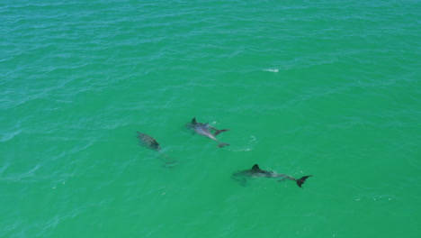 Vista-Aérea-De-Un-Dron-De-Una-Juguetona-Vaina-De-Delfines-Nadando-Juntos-En-Aguas-Claras-Del-Océano,-4k