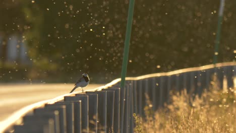 un gran enjambre de mosquitos al lado de la carretera e12 en laponia, suecia
