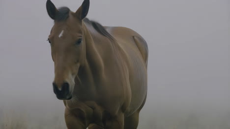 brown horse in a misty field