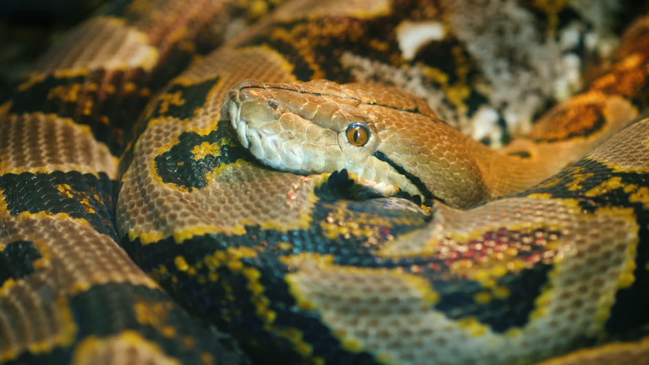 Giant Reticulated Python