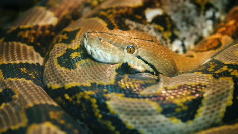 giant reticulated python