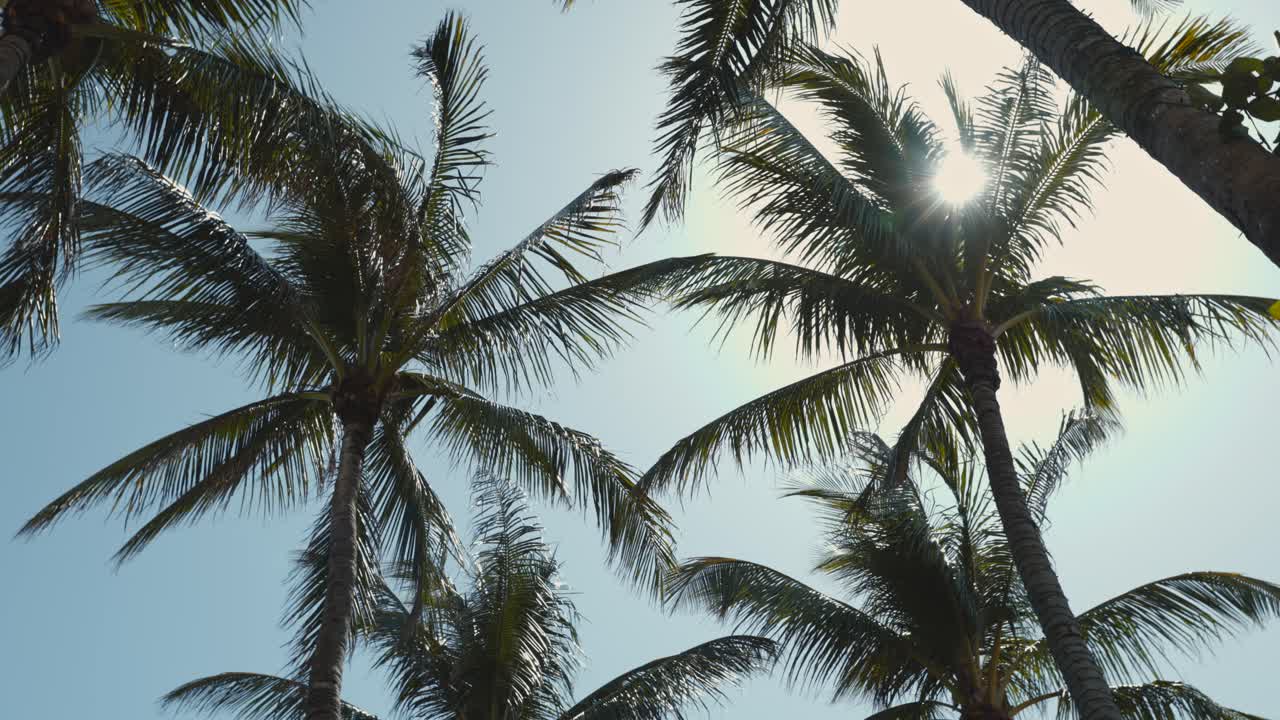 Palm trees sway under a clear blue sky as sunlight flares through their leaves, capturing the tropical warmth and relaxed vibe in 4K slow-motion.