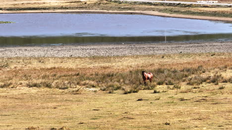 El-Caballo-Vagando-Por-El-Lago