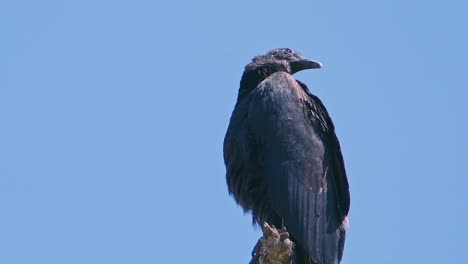 Cerrar-Un-Solo-Buitre-Negro-Sentado-En-La-Parte-Superior-De-Un-árbol-Cámara-Tirando-Hacia-Atrás