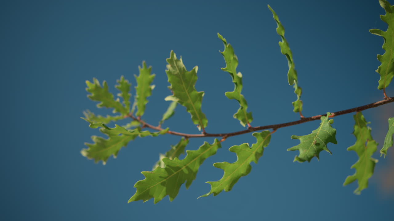 바람에 부드럽게 흔들리는 초록색 오크 잎의 클로즈업, 배경에는 은 파란 하늘이 있으며, 평화로운 야외 환경에서 신선한 잎자루와 잎의 자연적인 움직임을 강조합니다.