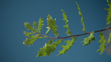 primer plano de hojas de roble verdes balanceándose suavemente en el viento con un cielo azul claro en el fondo, destacando el follaje fresco y el movimiento natural de las hojas en un entorno al aire libre pacífico