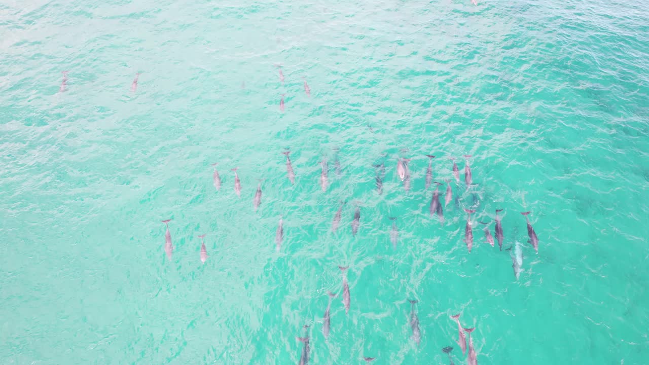 grupo de delfines de nariz de botella salvajes en el océano turquesa en nsw, australia - toma aérea de un dron