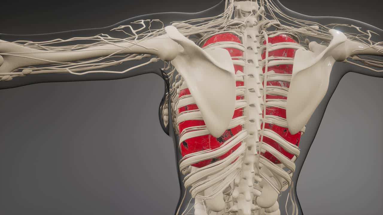 인간의 폐 방사선 검사