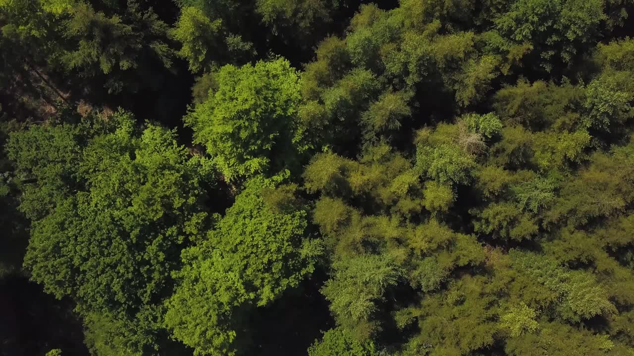 城ネロチェ フォレスト、サマセット、イギリスの木々 の上に上昇