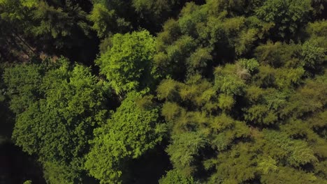 Rising-up-above-the-trees-in-castle-neroche-Forrest,-Somerset,-United-Kingdom