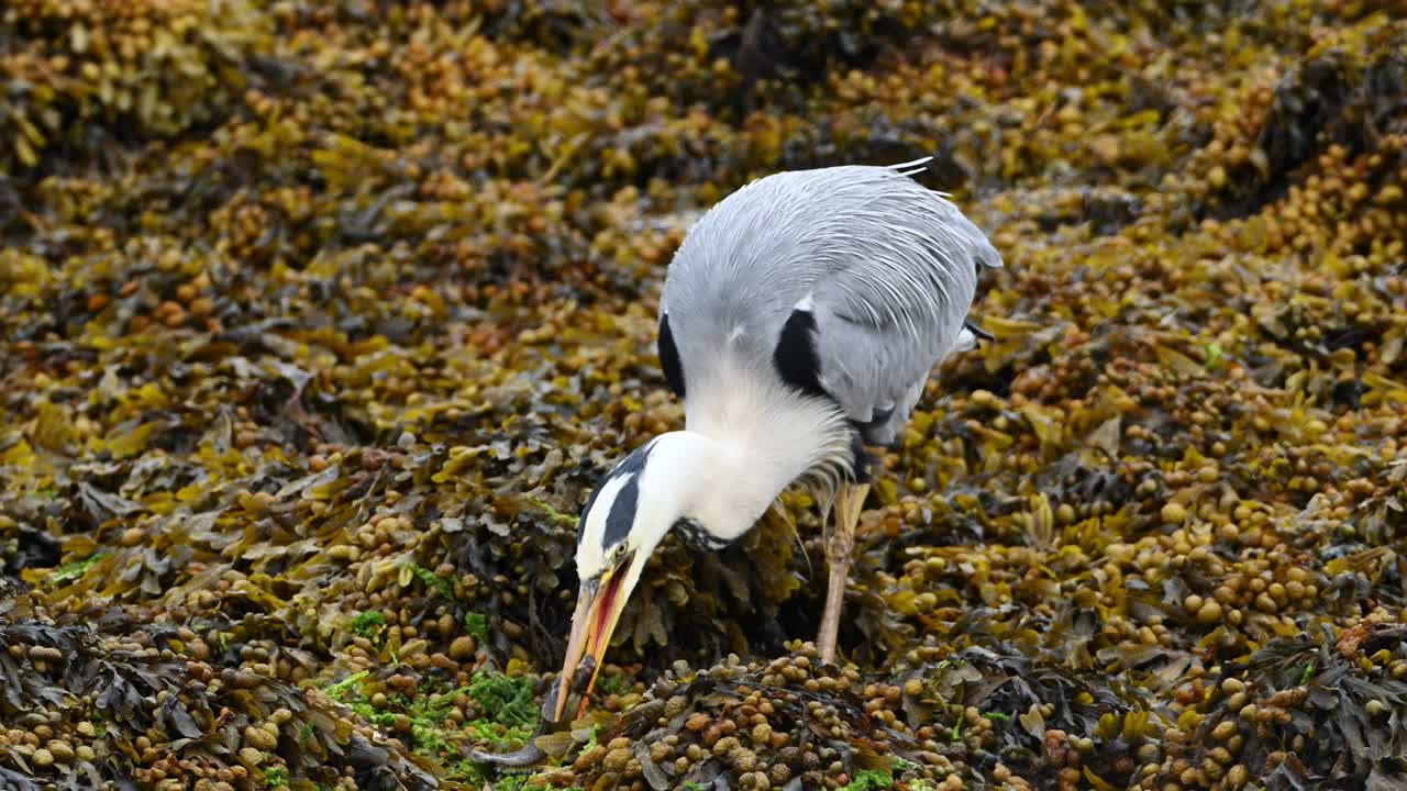 Slow motion shows grey heron standing in coastal seaweed forest as it catches and swallows a small fish whole. Calm after feeding in natural shoreline habitat