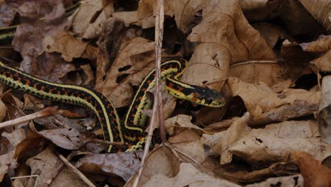 Primer-Plano-De-Una-Serpiente-De-Liga-Del-Valle-Arrastrándose-Entre-Las-Hojas-Caídas,-Columbia-Británica,-Canadá