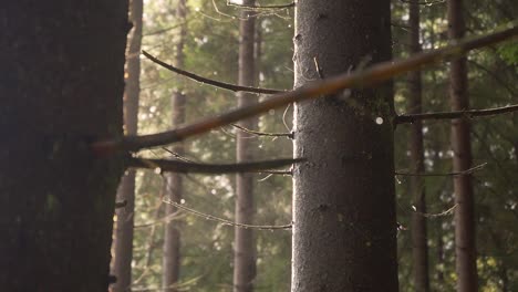 steam coming from a wet conifer tree in the sun