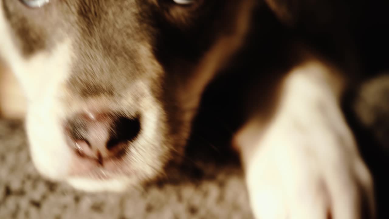 저녁 빛에 졸린 강아지의 다양한 근접 촬영