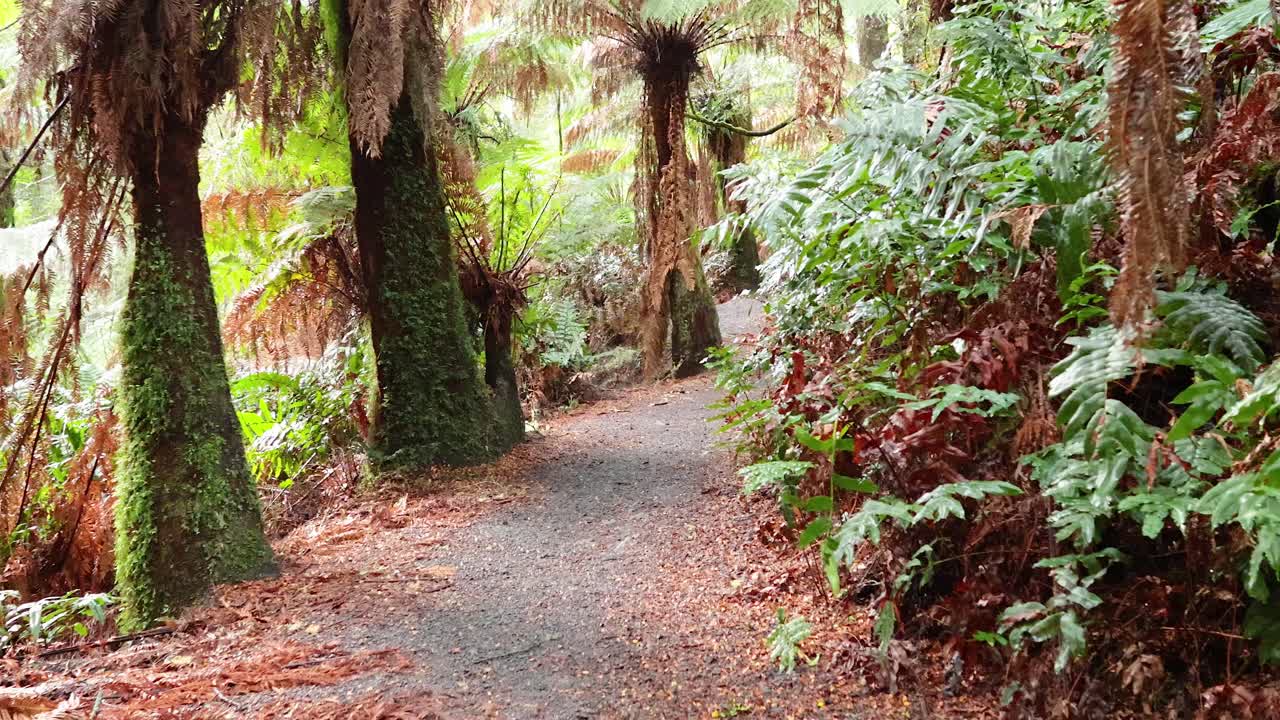 camino de bosque exuberante con árboles cubiertos de musgo