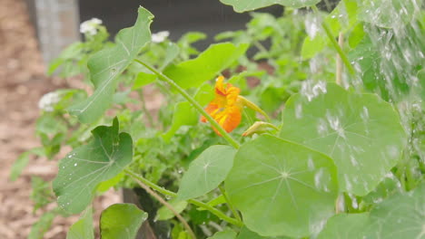 Watering-nasturtium-flower-close-up-in-the-vegetable-garden