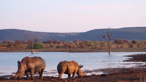 Zwei-Breitmaulnashörner-Am-Wasserloch-Madikwe-Im-Goldenen-Abendlicht