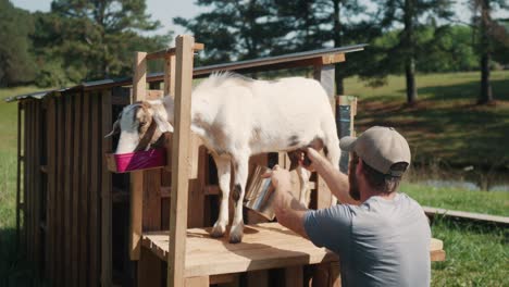 farmer milking white young goat, fresh natural organic milk, rural farm lifestyle routine