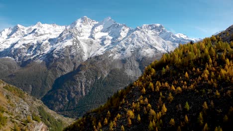 Vista-Aérea-De-Un-Bosque-Con-Alerces-Amarillos-En-La-Región-De-Valais-De-Los-Alpes-Suizos-En-La-Cima-Del-Otoño-Dorado-Con-Vistas-A-Los-Picos-De-Las-Montañas-Nadelhorn,-Dom-Y-Taschhorn-En-La-Distancia