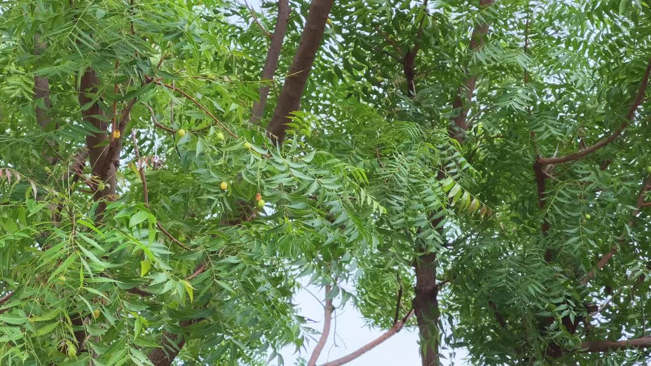 Closeup of The fruit of the neem tree (Azadirachta indica), also known as Nimboli in Hindi, is a smooth, olive-shaped drupe