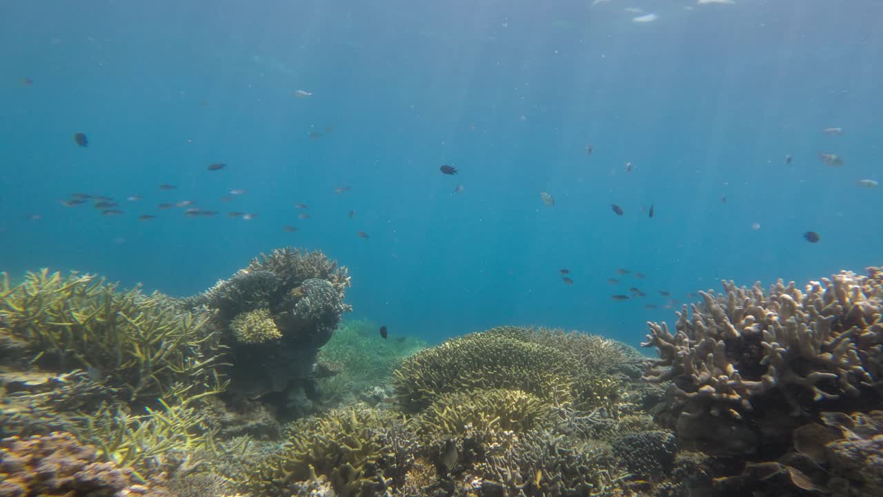 hermoso arrecife de coral en la isla de komodo con varios peces nadando en el mar