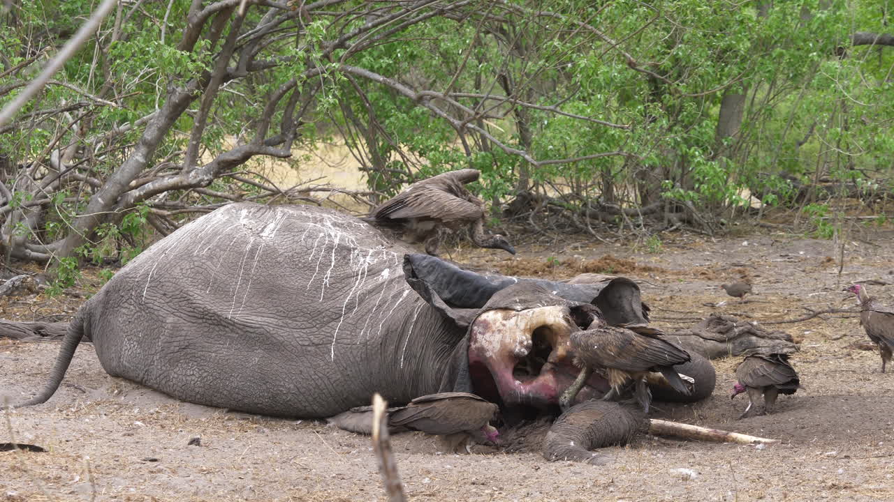 독수리는 죽은 코끼리 시체의 조각을 놓고 싸운다.