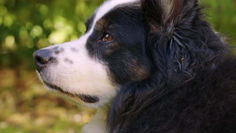 retrato médio de um cão olhando para o lado esquerdo do quadro e aproveitando o tempo