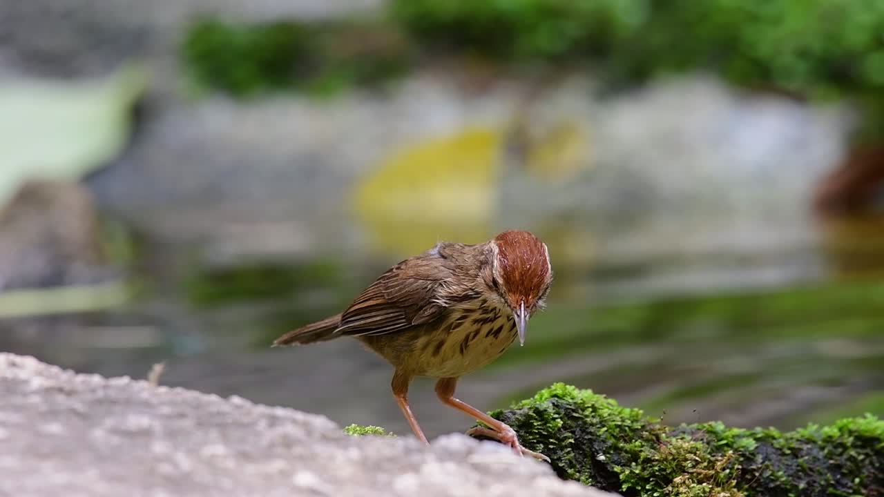 balbuceo de garganta hinchada acicalándose después de un baño en el bosque durante un día caluroso, pellorneum ruficeps, en cámara lenta
