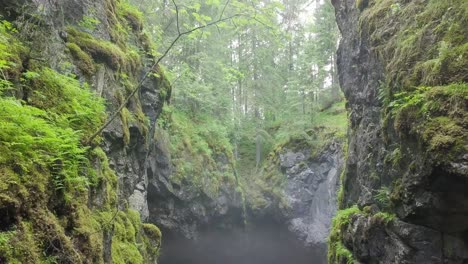 misty gorge in a forest