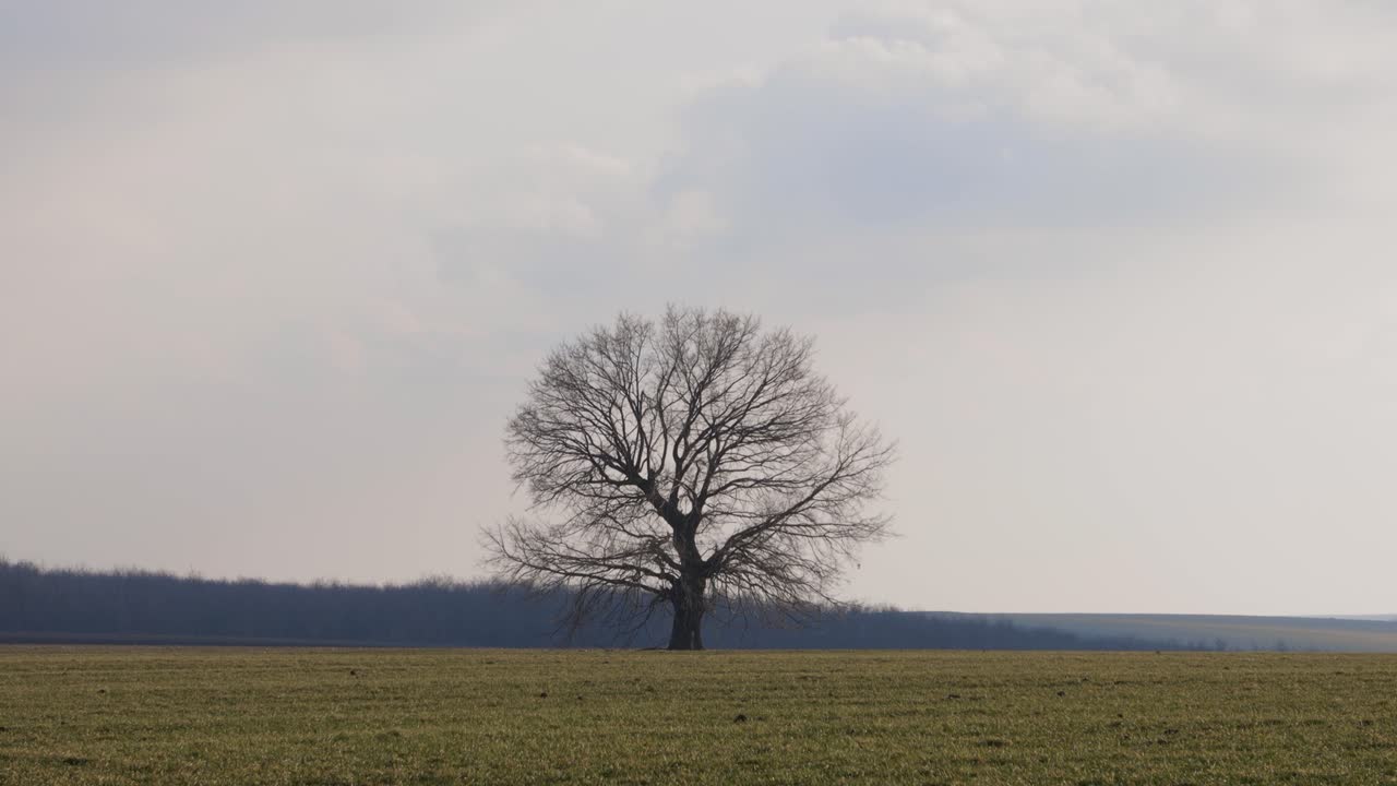 흐린 하늘에 대 한 초원 필드 중간에 외로운 맨 나무 - 정적 샷