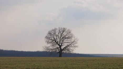 lonely bare tree in the middle of a meadow field against cloudy sky - static shot