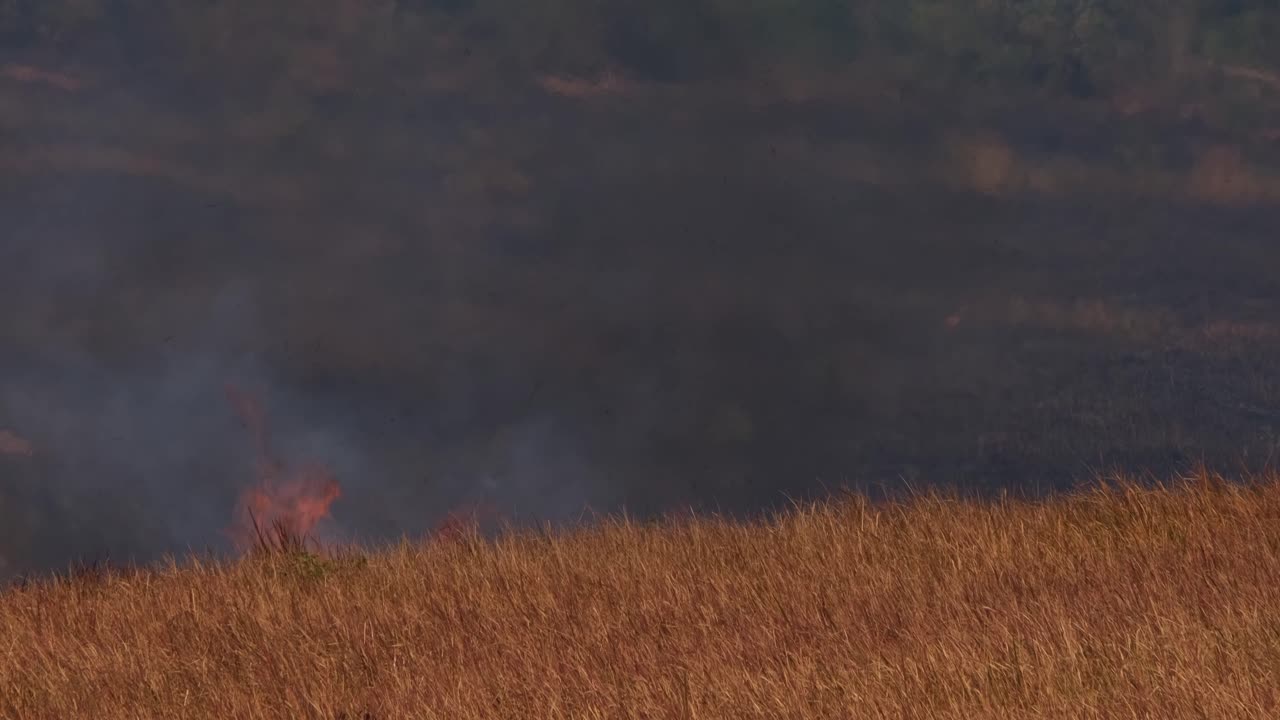 언덕 위로 올라오는 불의 긴 영상, 그 길에 말린 풀을 소비하는, 통제되거나 규정된 불타는, 태국