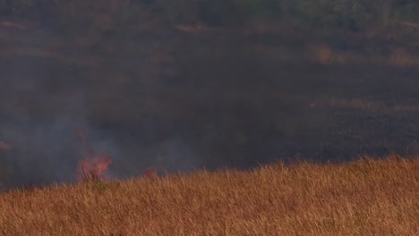A-long-footage-of-fire-coming-up-the-hill-consuming-dried-grass-on-its-path,-controlled-or-prescribed-burning,-Thailand