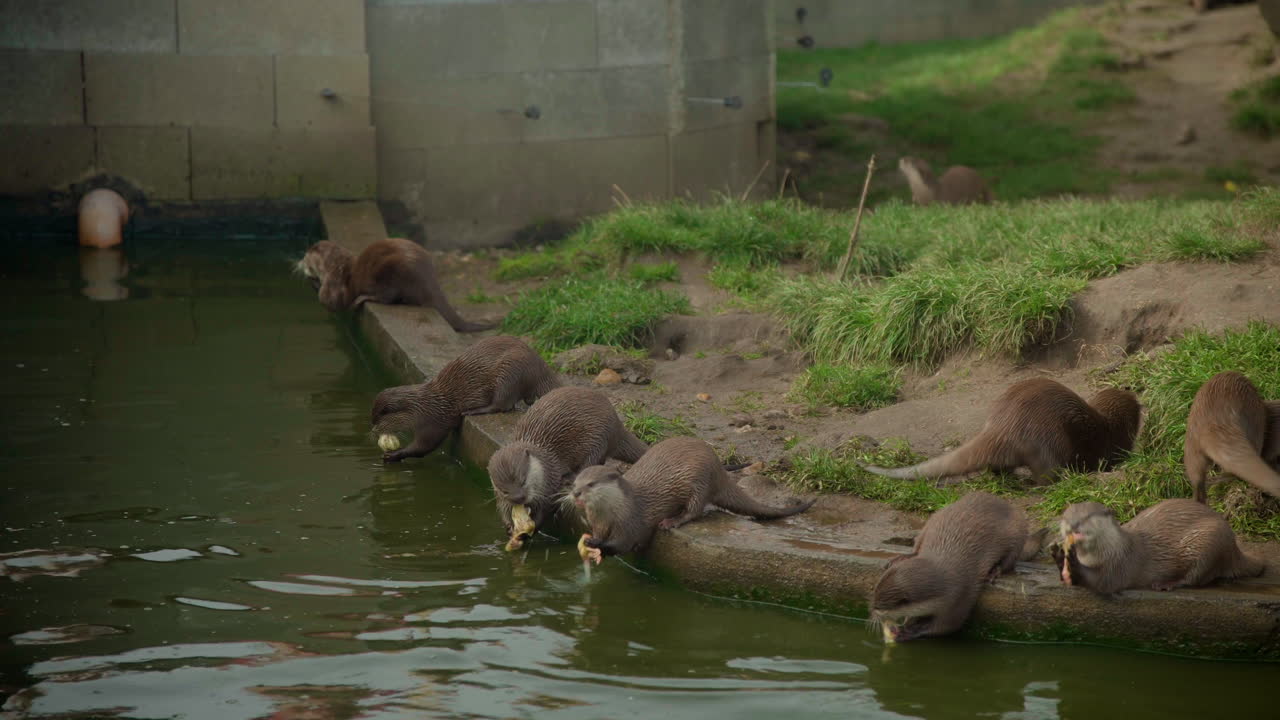 nutrias comiendo carne de pollo en el zoológico alimentación k