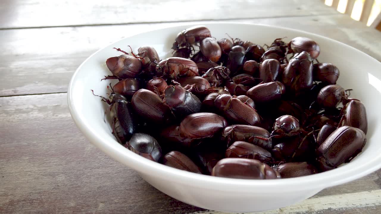 Bowl full of crawling live brown June bugs or Muna beetles, edible