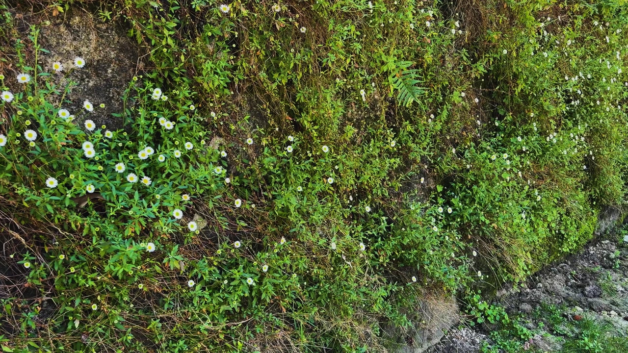 Close-up of an old wall overgrown with blooming daisies.
