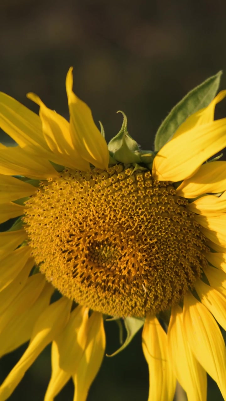 Una toma macro vertical detallada de una cabeza de girasol en flor meciéndose bajo la suave luz del sol.