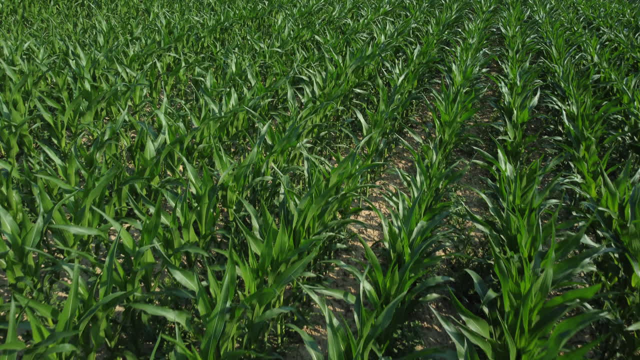 Corn agriculture cultivation organic field