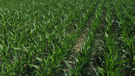 corn agriculture cultivation organic field