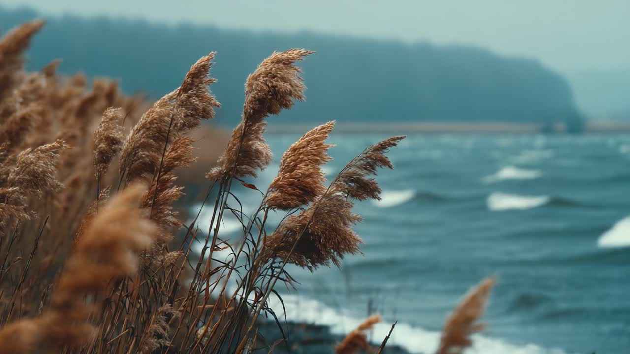 A Serene Coastal Scene: Windswept Grasses By the Ocean Against an Overcast Sky, Capturing the Essence of Nature's Tranquility and Movement