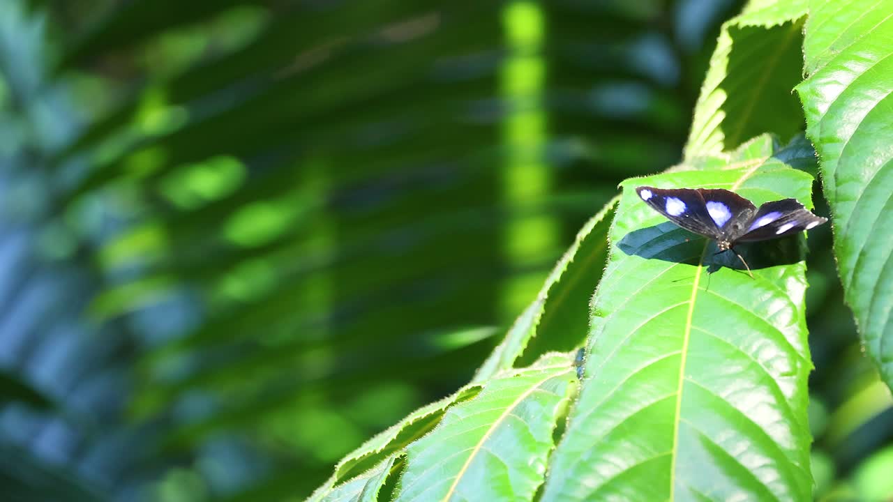 푸른 잎 위 에 고 있는 나비