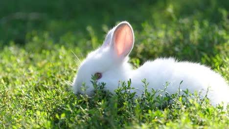 cute white rabbit in green grass