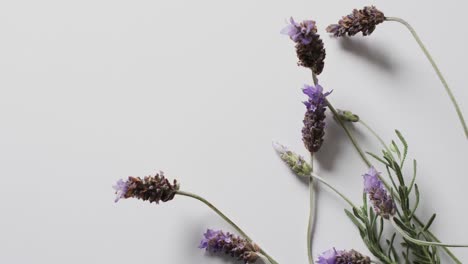 Video-of-lavender-flowers-and-leaves-with-copy-space-on-white-background