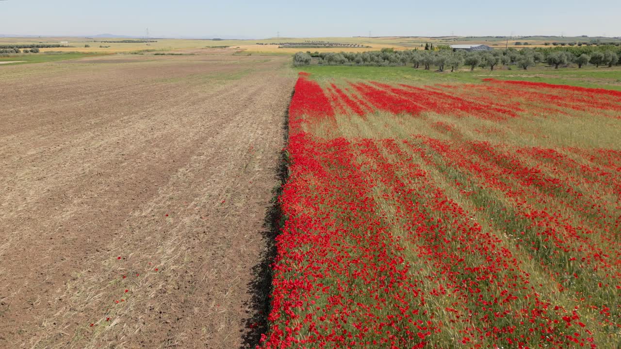 reverse flight with a drone where the image is shared with a field of red poppies and another recently harvested crop field in the background we can see a crop of olive trees in province of Toledo