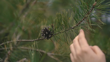 les mains d'une femme caressent les branches du pin 1