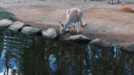 Känguru-Trinkwasser-Im-Park.-Weitwinkelaufnahme