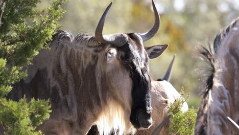 wild wildebeest herd, closeup of animals head and horns