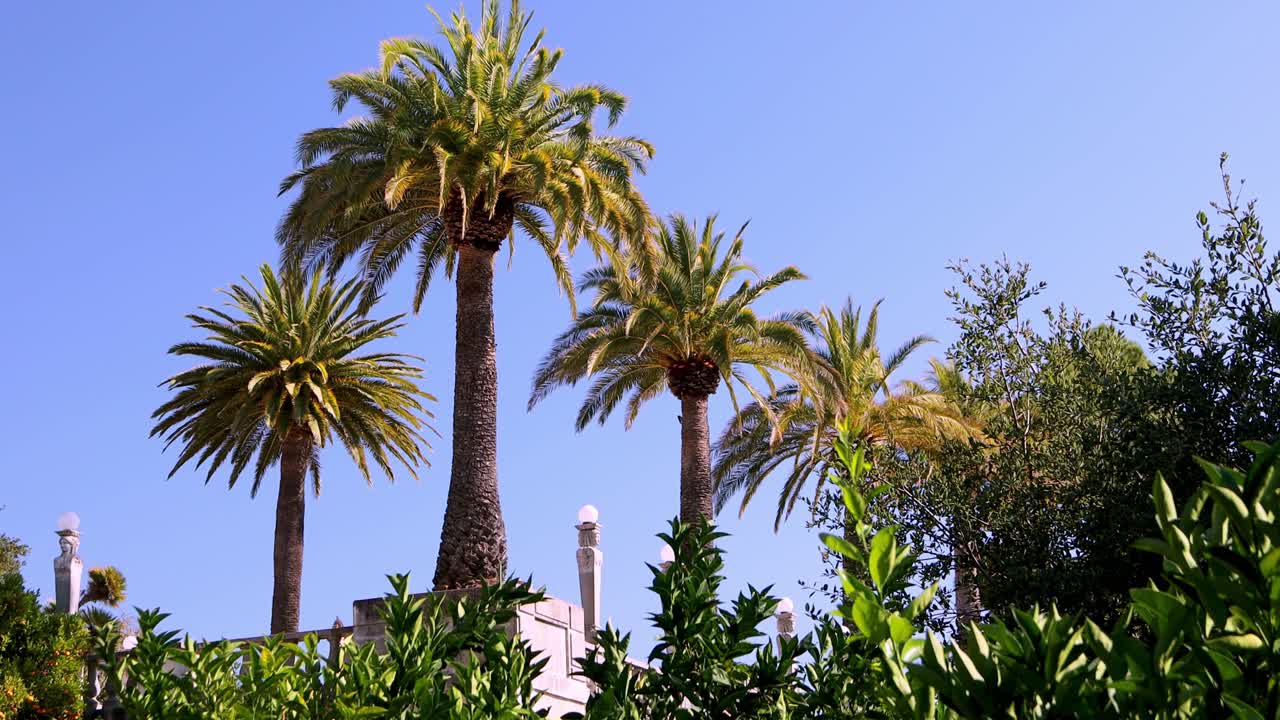 Tall palm trees swaying under blue sky outside with building lights in backdrop, California